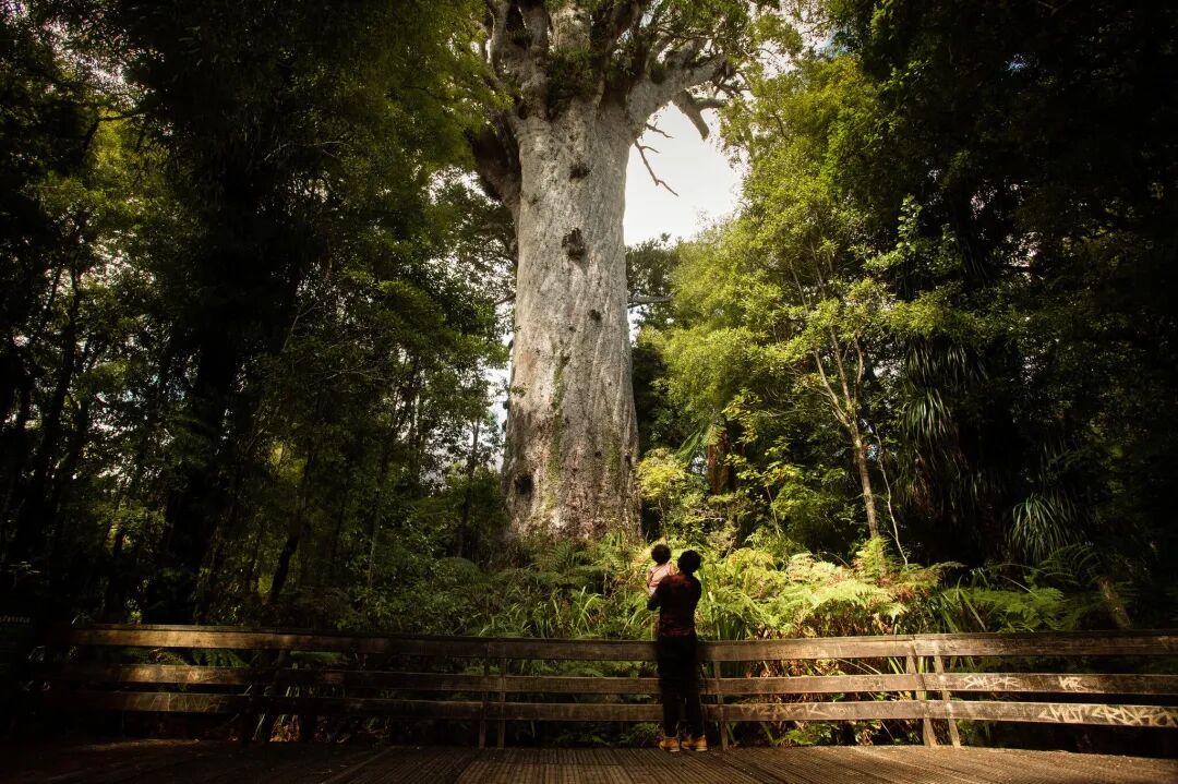 How Maori Stepped In to Save a Towering Tree Crucial to Their Identity -  The New York Times