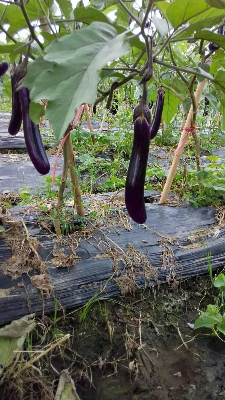 茄子什么时候摘心 茄子摘心要注意什么 华农大种业 微信公众号文章阅读 Wemp