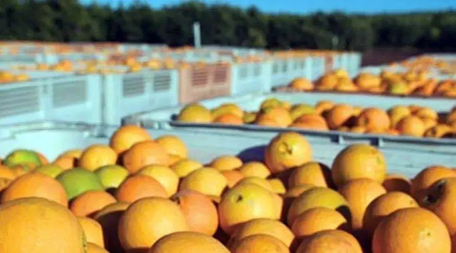 澳大利亚柑橘：年出口额首次突破24亿元
