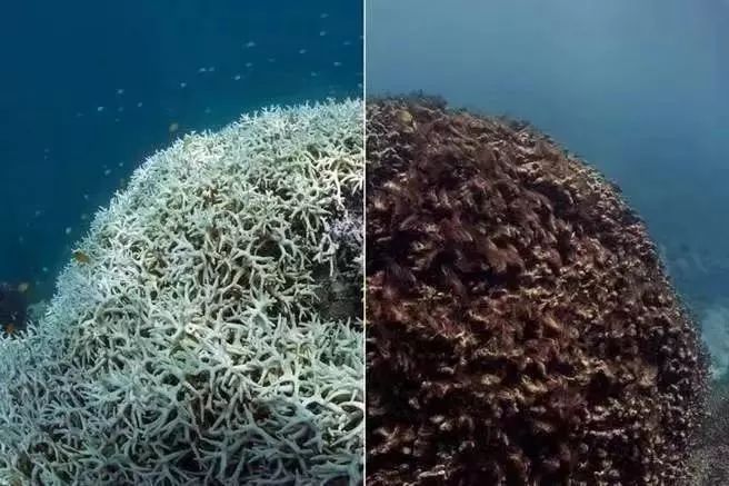 昆士兰科技大学研发机器人拯救大堡礁