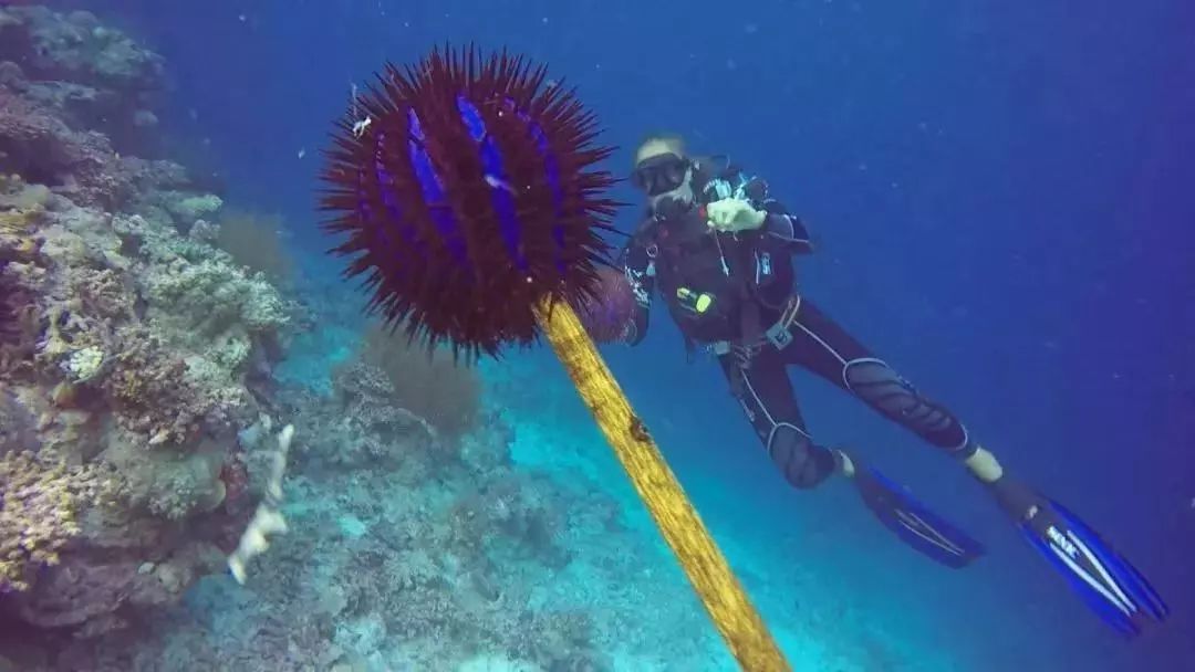 昆士兰科技大学研发机器人拯救大堡礁