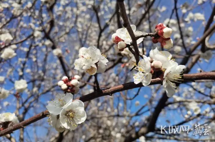 石津灌渠文化公园山杏4 臧晓宇摄