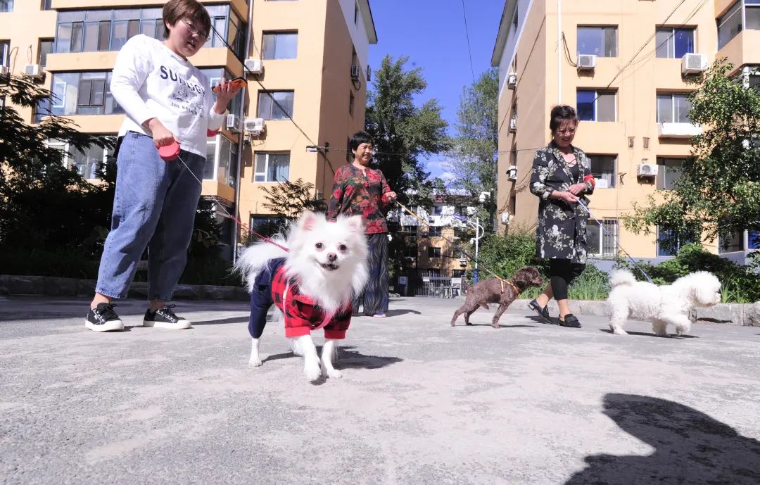 即日起，瀋陽三環內養犬每年將收取管理費！第一年每隻500元，第二年…… 寵物 第4張