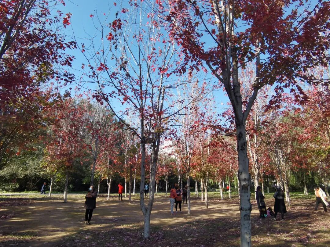 搭地铁 赏秋景 沈阳这几个公园 你打卡了吗 全网搜