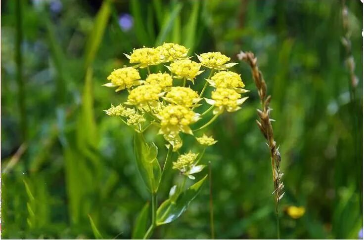 胡希恕临证医案实录大柴胡合方二陈雁黎老