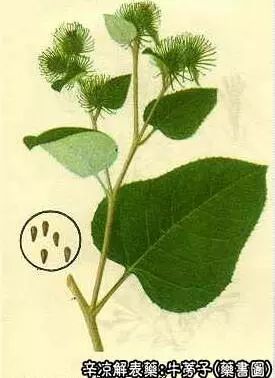 牛蒡子的功效与作用 王振涛大夫 新疆旅游