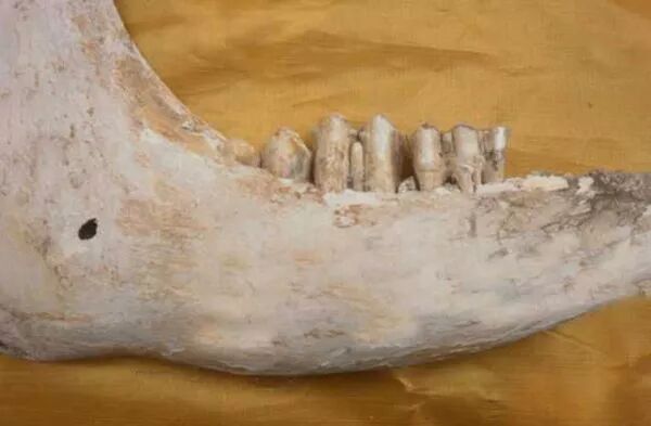 为什么心是钩脉龙骨的功效与作用：镇心安神，平肝潜阳，固涩，收敛。_https://www.jmylbn.com_新闻资讯_第3张