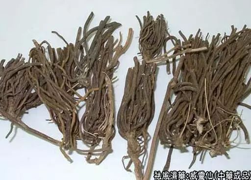 【中草药百科】威灵仙的功效与作用：祛风湿，通经络