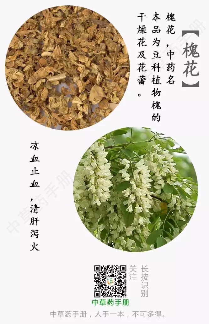 槐花的功效与作用:凉血止血,清肝泻火.—《中草药手册》
