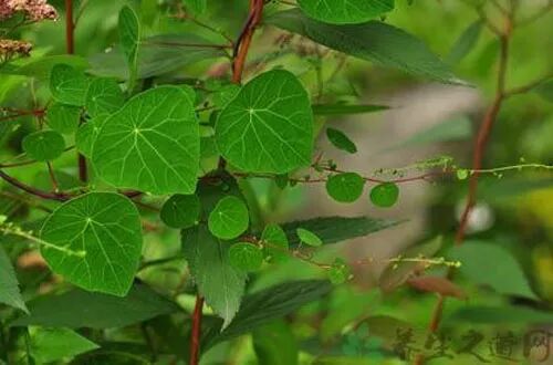 白药子为防己科千金藤属植物,以块根入药.