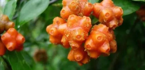 百眼藤的功效与作用清热利湿化痰止咳散瘀止痛中草药手册