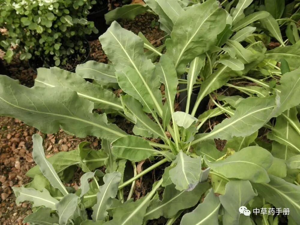 板蓝根的功效与作用清热解毒预防感冒利咽中草药手册