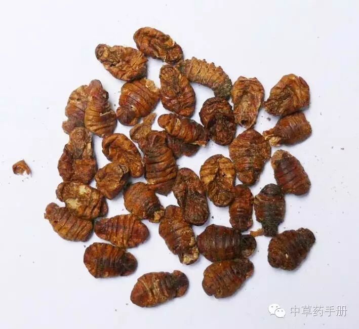 【蚕蛹】功效与作用