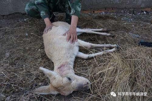 牛羊养殖中,必须要学习的注射方法和包扎术