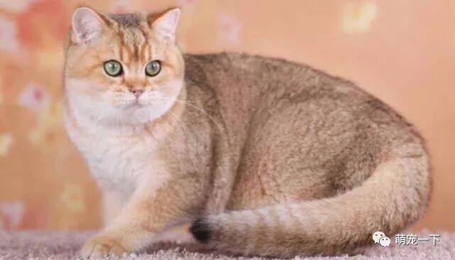 同样是渐层 英短金渐层比银渐层胖的多 这大概就是橘色的力量 萌宠一下 微信公众号文章阅读 Wemp