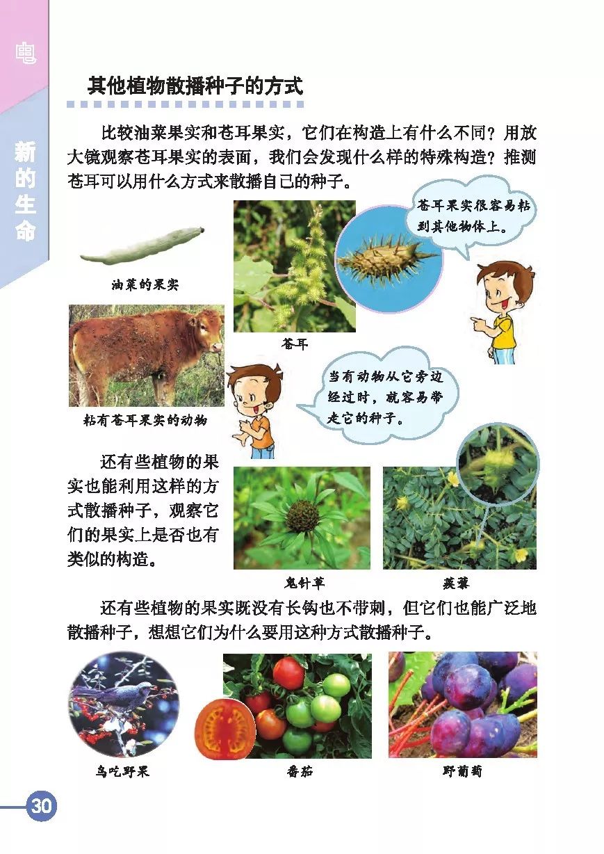 4 把种子散播到远处 Page30 教科版四年级科学下册电子课本 教材 教科书 好多电子课本网