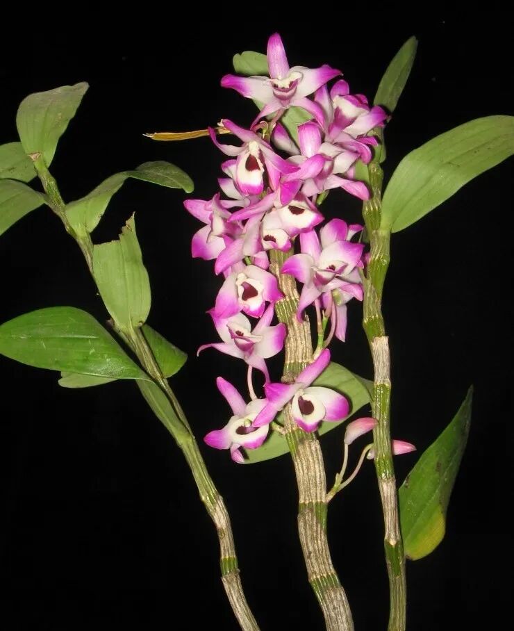 fa6100怎么使用丁妈深点评｜诺奖同源黑科技？深挖娇兰6100元「量子」超光CP_https://www.jmylbn.com_新闻资讯_第10张