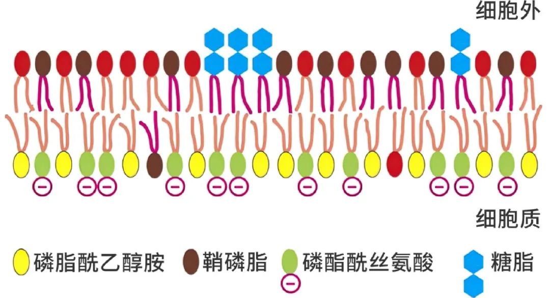 实现基因沉默的siRNA，未来最火的药物研发。