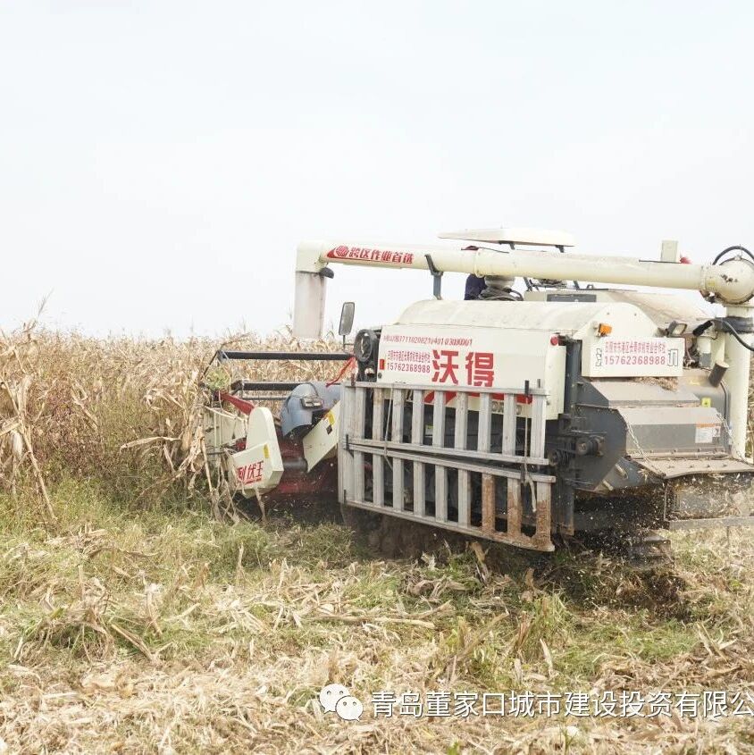 又是一个丰收季 土地流金五谷香