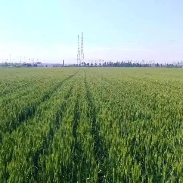 席乡景色美，田园五谷丰