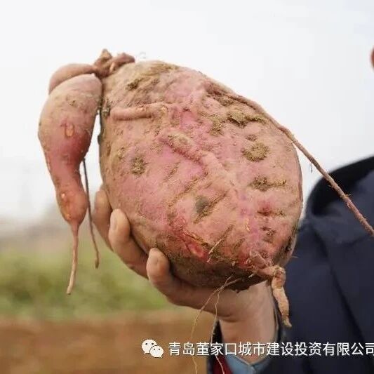 寒露前后刨红薯 田园又到丰收时