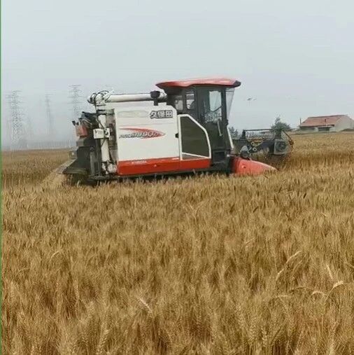 小麦获丰收 田园喜交粮