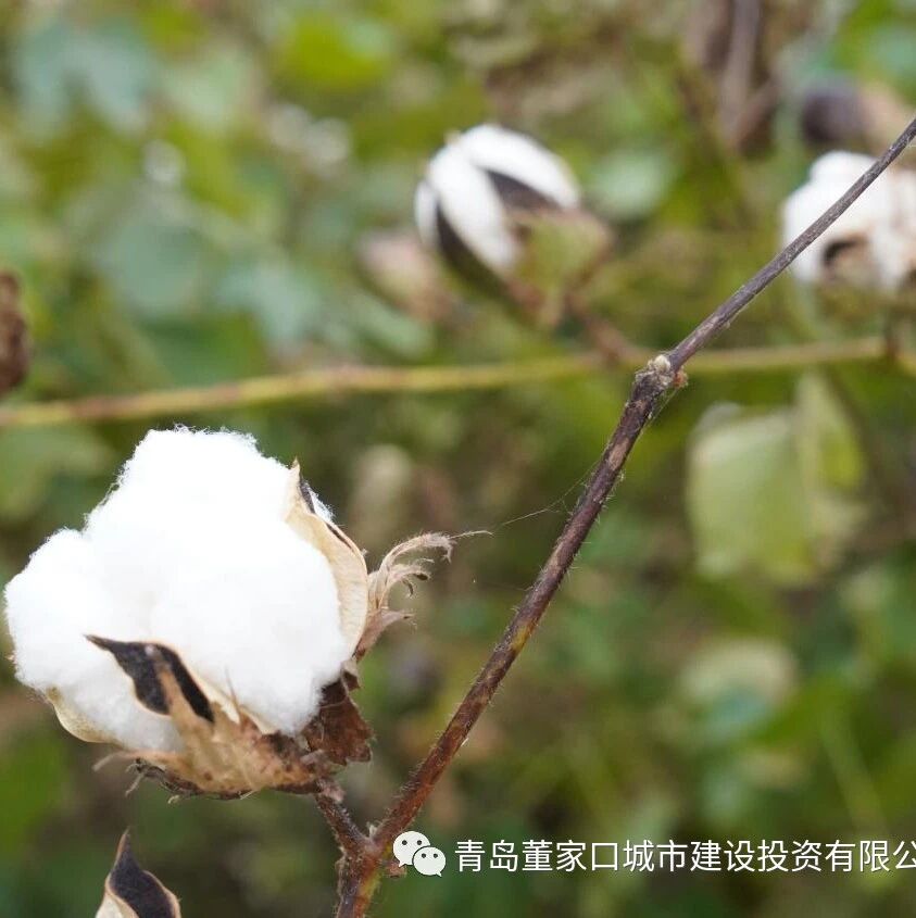 棉花吐絮又新丰 田园又到采摘时