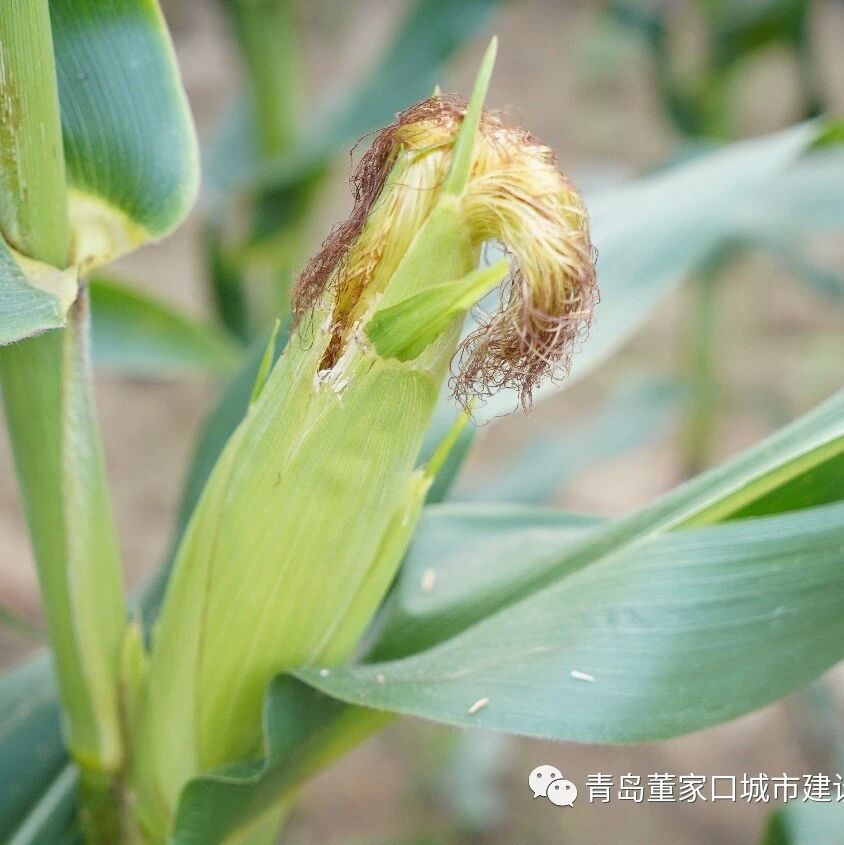 青岛董家口城市农业开发有限公司 打造优质玉米种植示范园