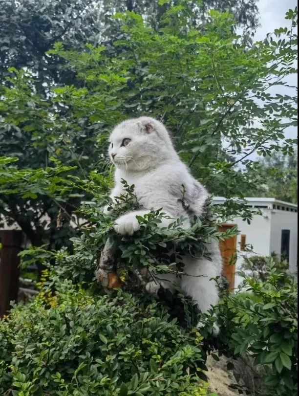 柏爾雅地板是幾線(xiàn)品牌_柏逸木地板_千柏地板