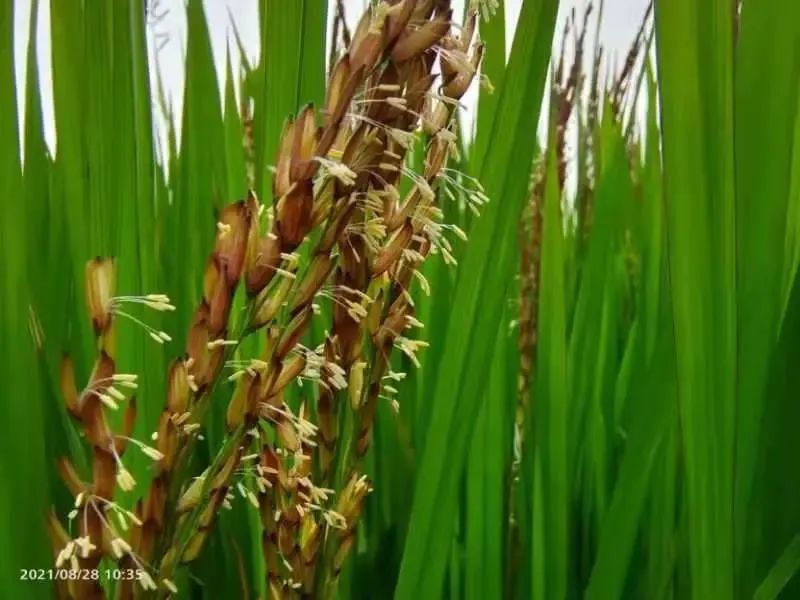 千柏地板_柏逸木地板_柏爾雅地板是幾線(xiàn)品牌