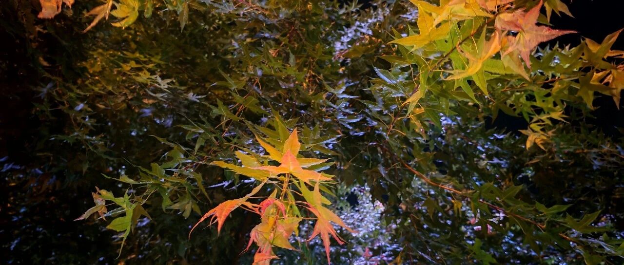 馬光輝|秋夜，等候一场风来