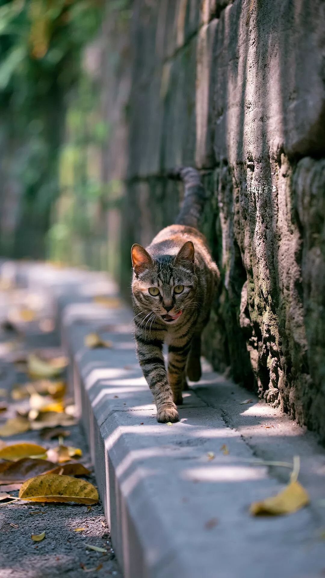 山城重庆街猫映像 喵呜不停 微信公众号文章阅读 Wemp