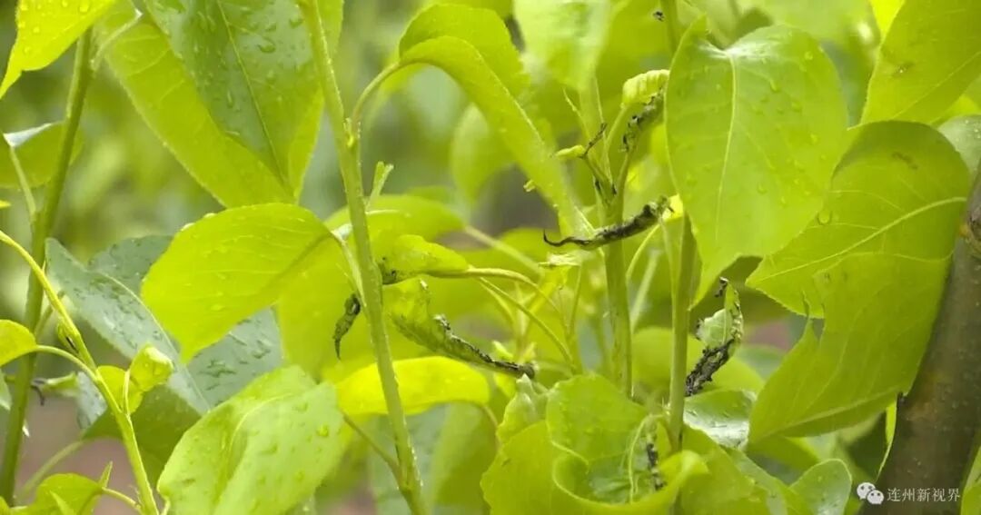 大,特别要注意灰霉病,炭疽病,流胶病,蚜虫以及梨瘿蚊等病虫害的防治