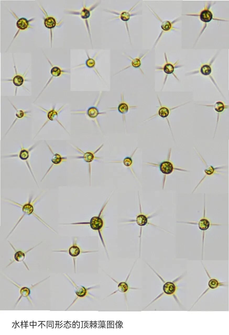 譜康醫(yī)學 | 流式成像技術(shù)助力浮游植物（藻類）檢測進入新時代