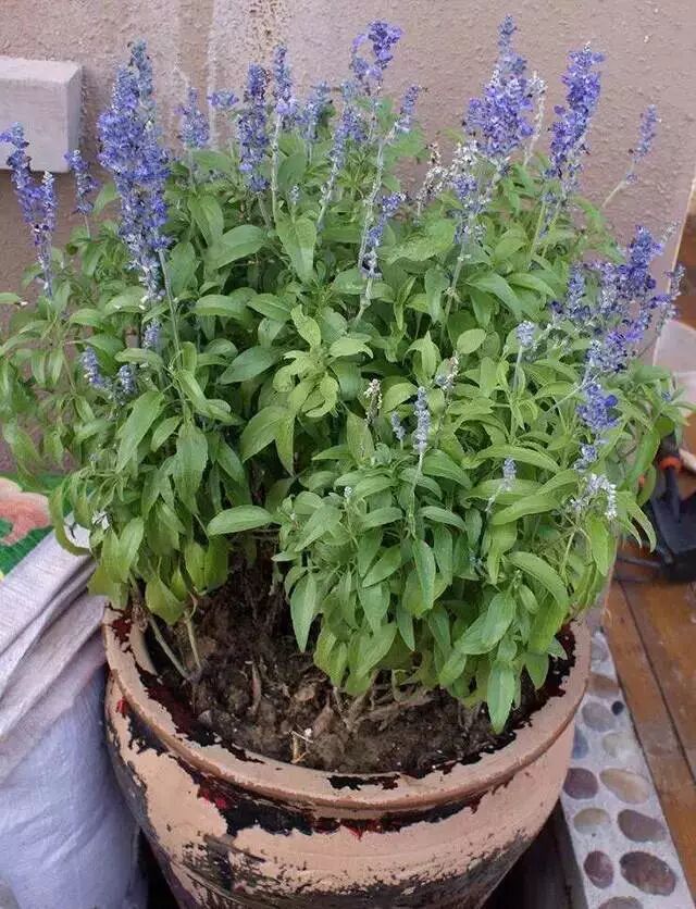 广西板蓝根冲剂联盟,春天种下四种草,夏季养生不用愁!