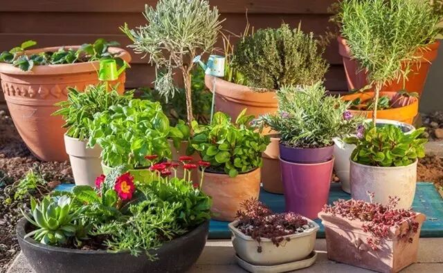 从一片叶子，开始的生命