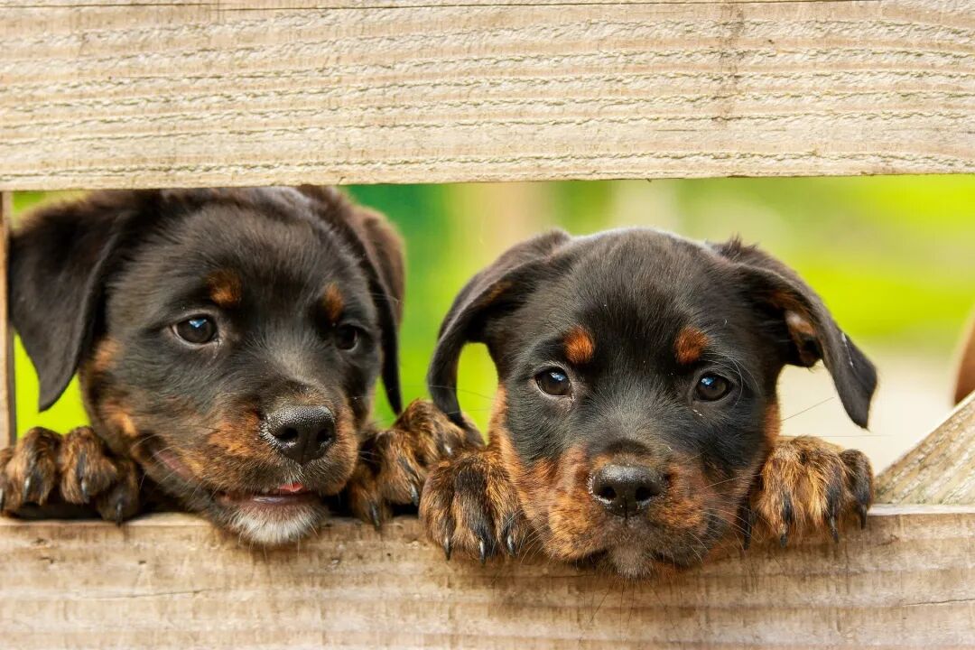 犬猫绝育中麻醉风险因素知多少 培训 维宠宠物导航网