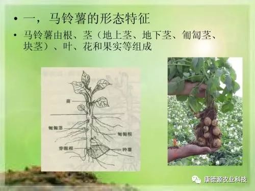 马铃薯地上茎 地下茎 匍匐茎你明白了么 康德源农业科技 微信公众号文章阅读 Wemp