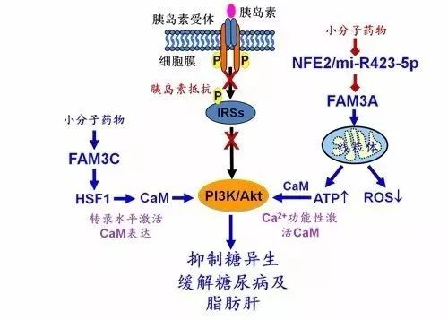 【生酮治療】科學認識糖尿病與生酮飲食 健康 第5張