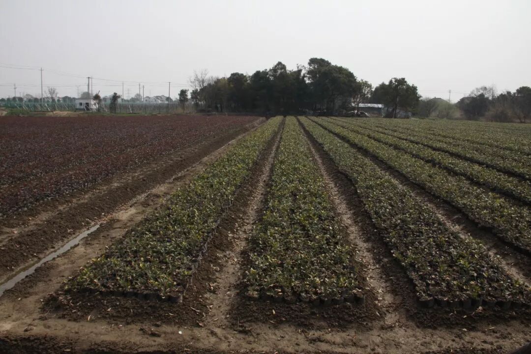 这次疫情，将对今春苗市产生三点影响