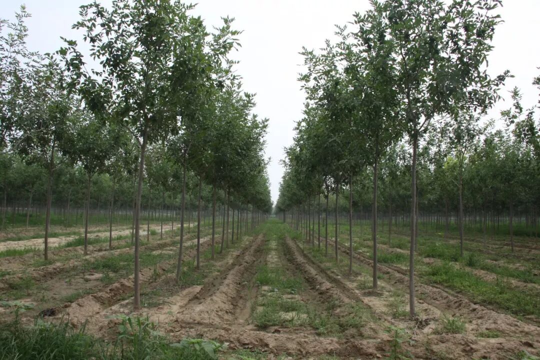这次疫情，将对今春苗市产生三点影响