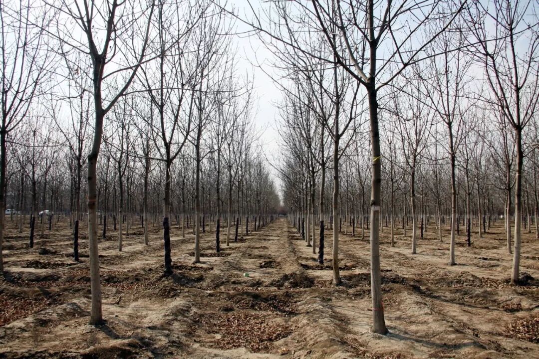 这次疫情，将对今春苗市产生三点影响