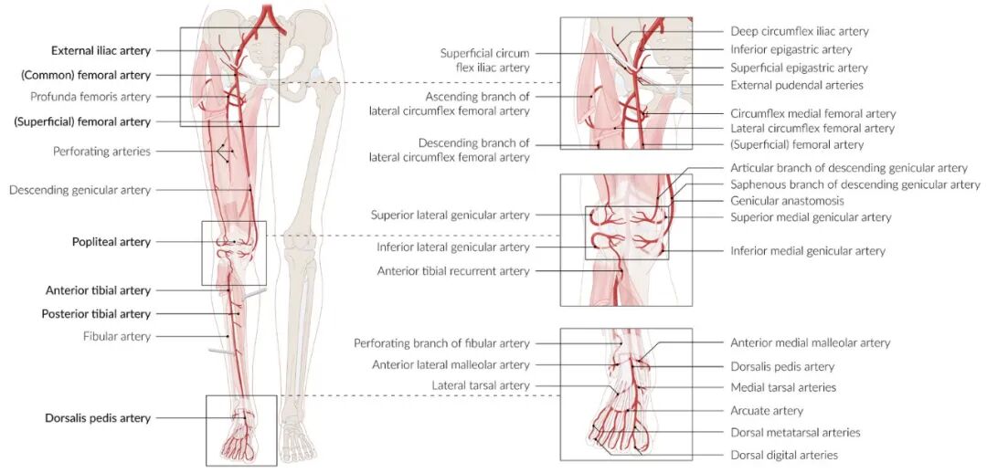 pta在医学上什么意思足背动脉旁路术：从技术革新到精准医疗_https://www.jmylbn.com_新闻资讯_第5张