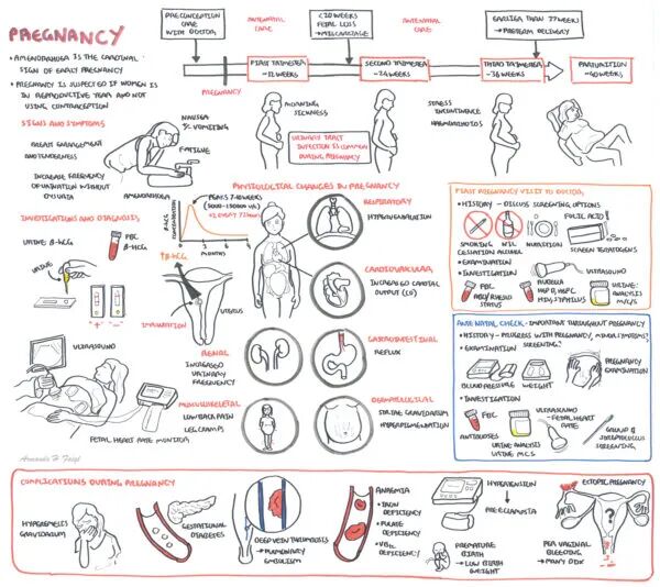 子宫支架是什么髂静脉支架能否耐受妊娠子宫？_https://www.jmylbn.com_新闻资讯_第9张