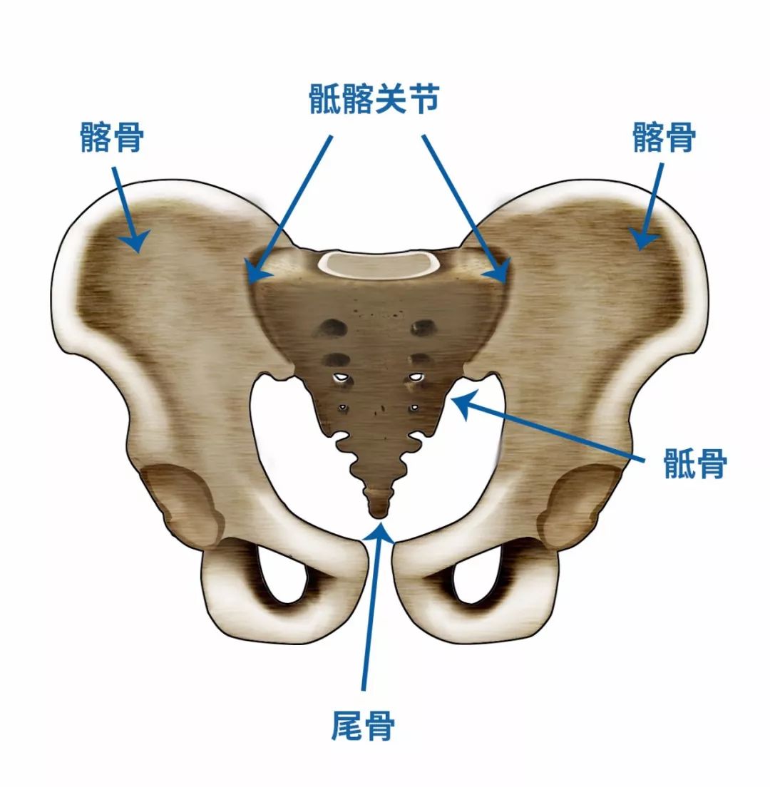所谓骶髂关节,就是指骶骨和髂骨构成的关节,由脊柱下端的骶骨与构成
