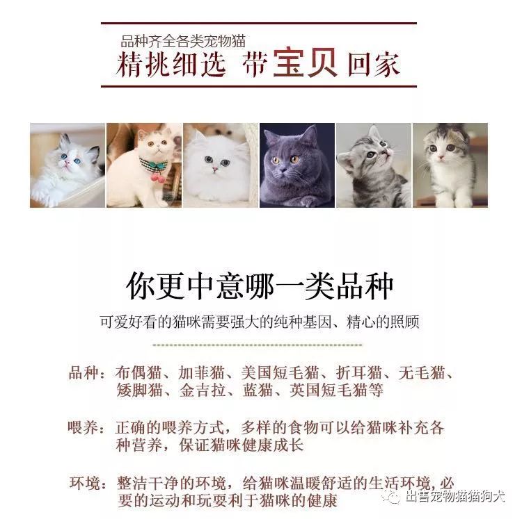 武汉加菲猫多少钱一只武汉哪里可以买到加菲猫宠物猫包纯种包健康