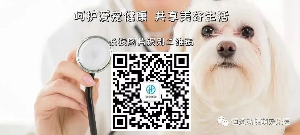 民族风也是吹到了宠物界