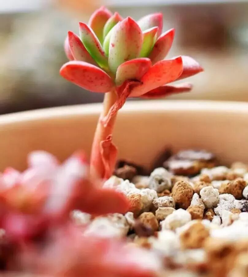 忽冷忽热的11月 南北如何养多肉 这里有答案 多肉懂多少 微信公众号文章阅读 Wemp