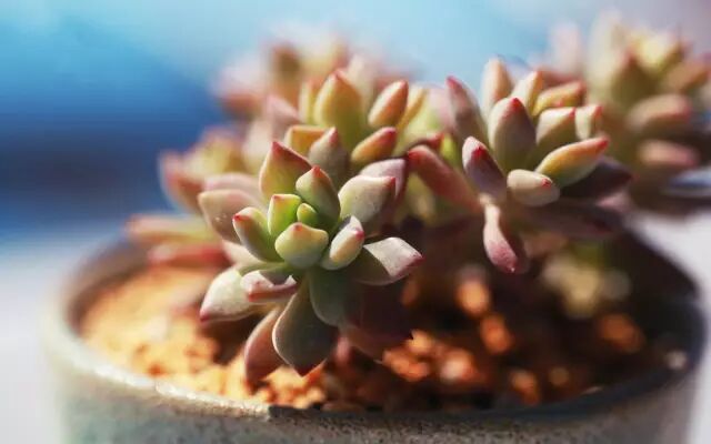 别再把什么土都拿来种多肉了 别说出状态 养活都难 多肉懂多少 微信公众号文章阅读 Wemp