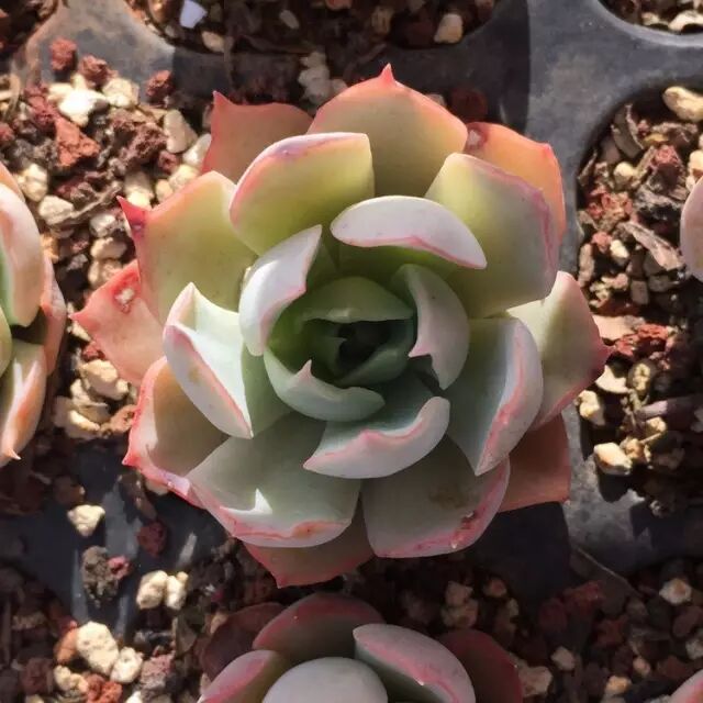 将近50多种多肉 居然都是这位肉友自己杂交研究而成的 多肉植物汇 微信公众号文章阅读 Wemp